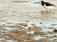 Hayling Oyster Beds